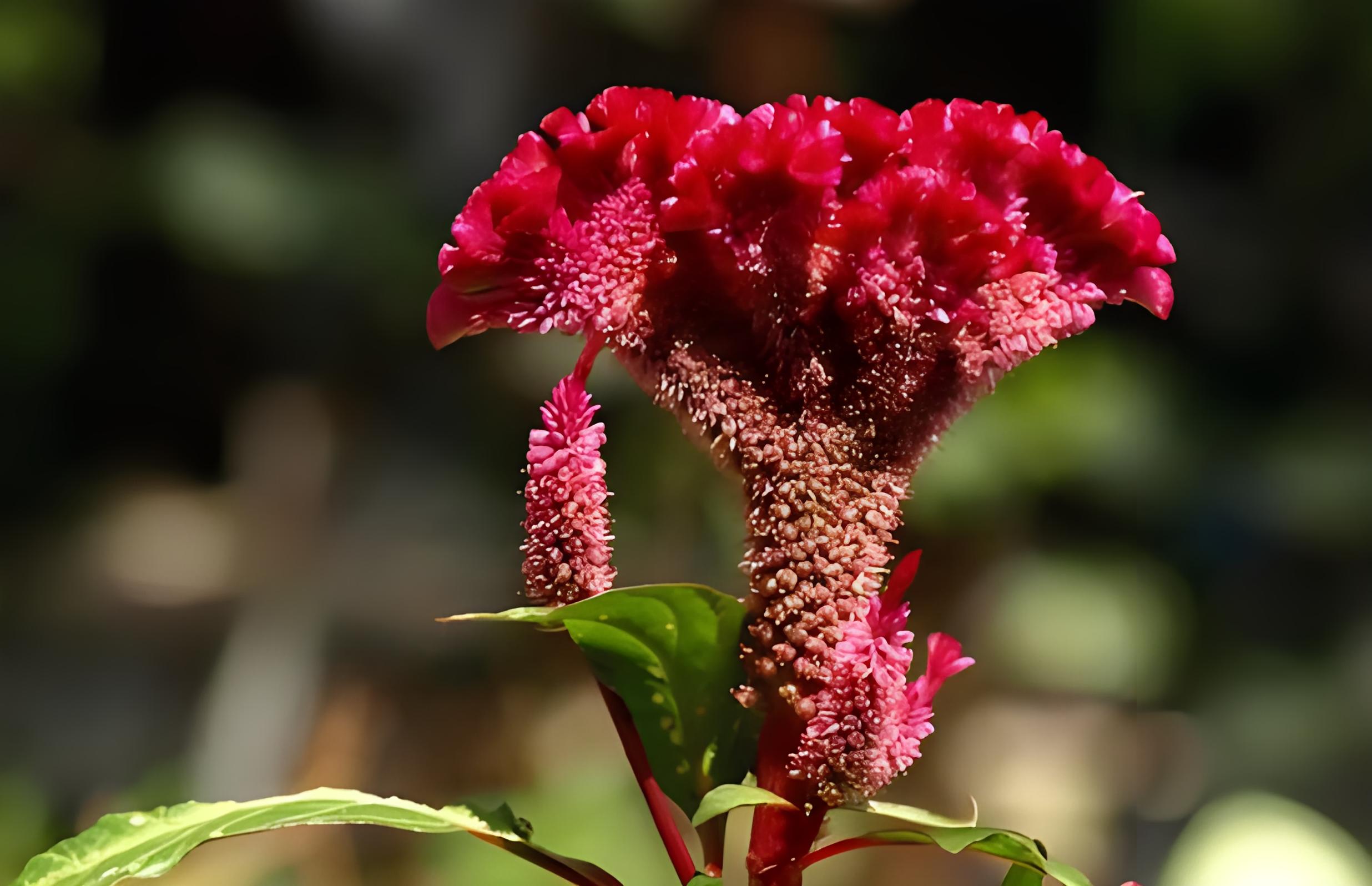 鳳尾雞種子雞冠花冠狀冠花 庭院陽臺花卉盆栽花籽 .