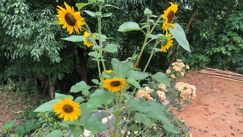 帶大家看看我種的花卉和蔬菜,植物最治愈人心了,蓬勃的生命力帶來向上的力量