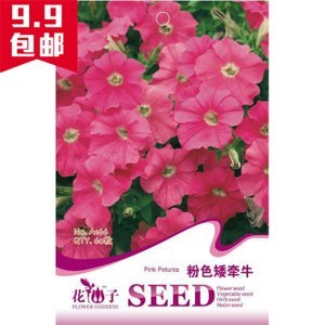 多年生牡丹花別墅庭院陽臺花種子花籽