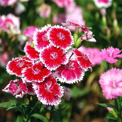 彩葉花卉種子 美國石竹種子 五彩石竹種子 觀花花卉