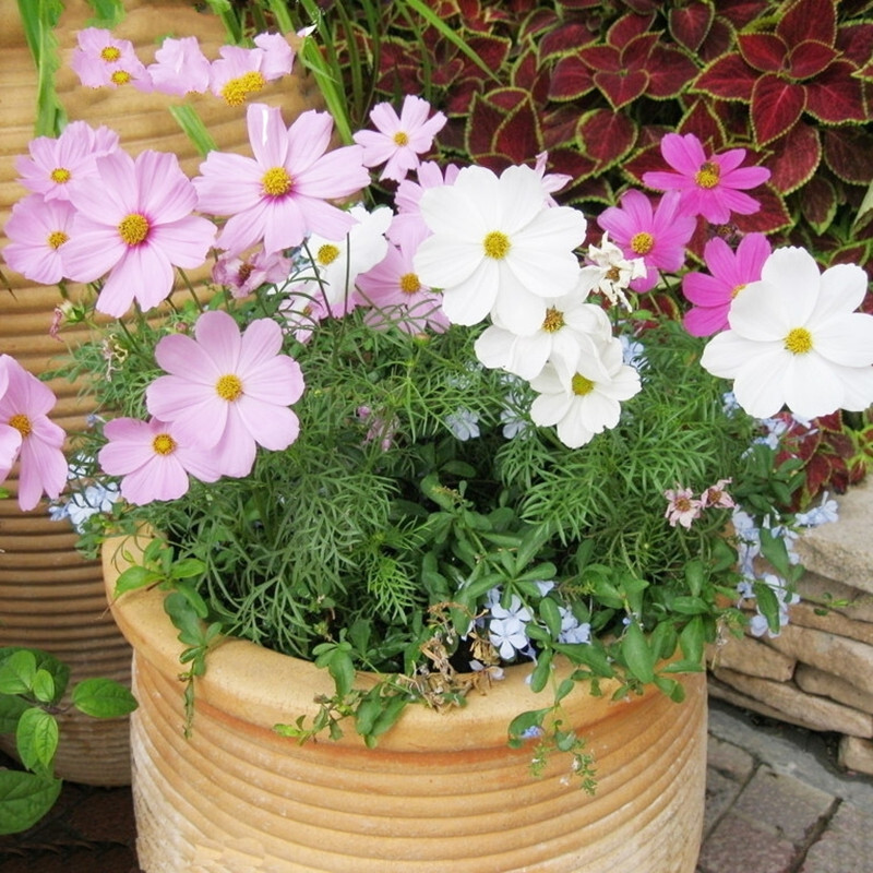 波斯菊種子混色 格桑花種子 野花組合種子 花卉 花籽春播綠植家庭園藝小盆栽 高桿混合半斤