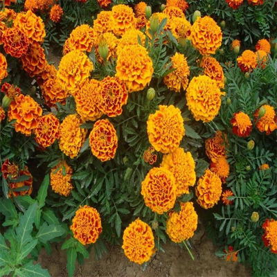 孔雀草種子 景逸種業 孔雀草種子價格