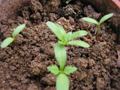 【醉碟孔雀草百日草熏衣草等花卉種子幼苗批發中】價格,廠家,花卉種子種苗
