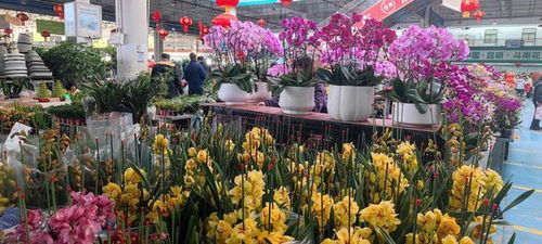 憶鄉愁 品年味 過年抱盆花,新年一定發 花 樣儀式感漸成一種新年俗