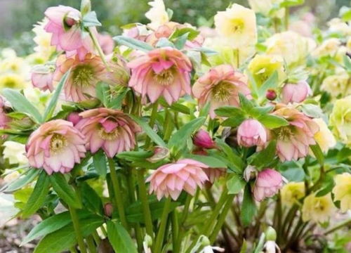 養花就養這幾款,全年開花不停,爆盆美如花,枝頭竄滿花苞