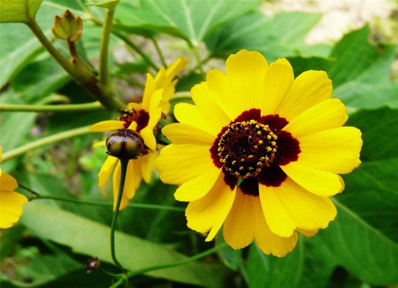 盆栽花卉種子蛇目菊景觀綠化公司