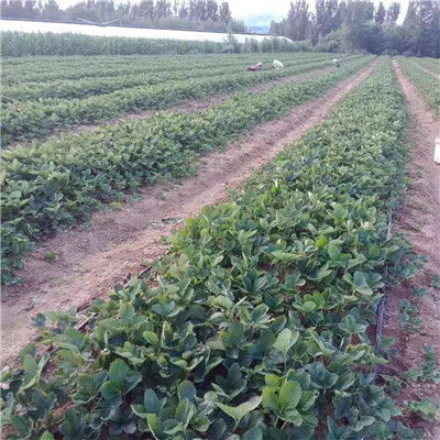 精品推薦章姬草莓苗 章姬草莓苗價格