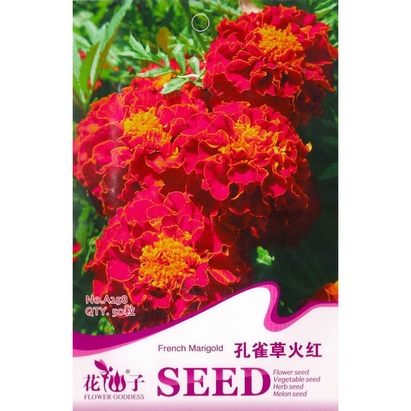 我要發芽 花卉種子 孔雀草種子 火紅重瓣 小萬壽菊 楊梅菊 臭菊 紅黃草 60粒/包