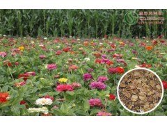 超級矮生野花組合種子批發-花啦啦品牌|花卉種子|花卉盆景|供應信息|597苗木網