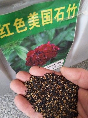 常夏石竹新種子批發矮生花卉種子供應