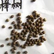 北京四季青花卉種苗種子中心