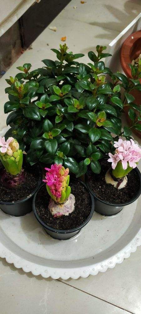 這種花,水里土里都能種,開花滿屋飄香