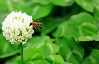 尋花問葉,春野探芽 最清新植物系列精品小班預售,僅16席