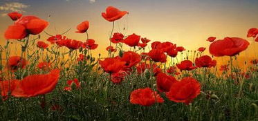 咸寧一村婦為治病種了幾束 花 ,警察竟然找上門了