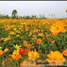 綠洲花卉種子價格 綠洲花卉種子批發 綠洲花卉種子廠家 綠洲花卉種子大全 