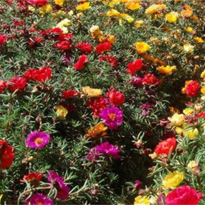 重瓣太陽花種子