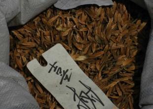 出售花卉種子 喜樹種子 香椿種子 杏核種子_世界工廠網中國產品信息庫