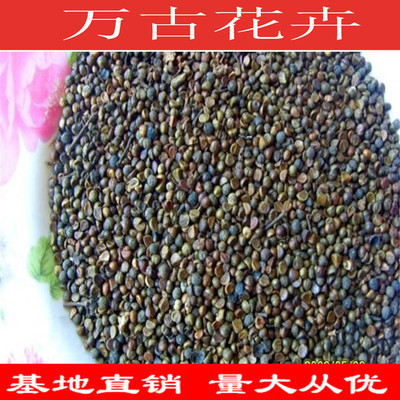 種苗、種子、種球-批發新采花卉種子 爬山虎種子 攀援觀葉植物 四季播易種-種苗、.