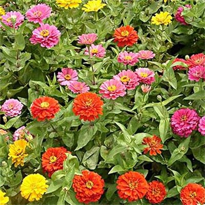 暖季型園林綠化花卉供應 品種花卉種子 四季開花 見土就活