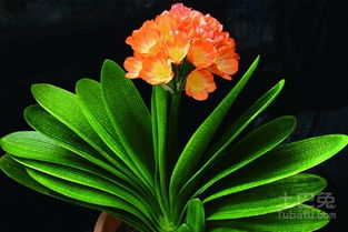 君子蘭開花后怎么養護