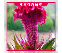時令草花