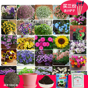 滿天星種子太陽花康乃馨波斯菊熏衣草花卉四季種易活盆栽套餐種子