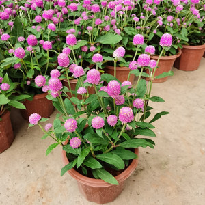 盆栽花卉種子矮千日紅種子 2元60粒 園藝綠化種子批發_.