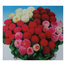 立泰悅達 花卉種子 蔬菜種子 種花種菜 園藝產品用品 水培 花卉 盆栽 綠色室內植物 雛菊在的價格走勢