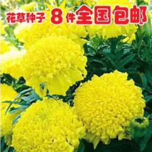  沭陽縣顏集鎮堰下村金宇綠化苗木場 主營 草坪草籽 花卉種子 林