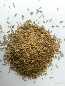 40多種可以做花海 花田的花卉種子,你認識幾種