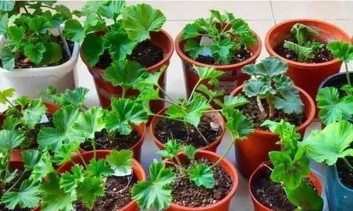 這 5種 花, 扦插 正當時,生根快,現在扦插,今年就能開花