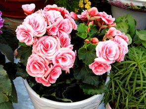 昌平哪幾家的花卉市場好 家里盆栽的那種