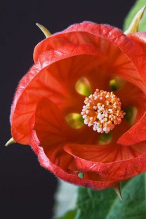 11種 小眾 綠植讓你的家逼格大增 幾禾花舍