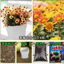 【進口小雛菊種子】最新最全進口小雛菊種子 產品參考信息