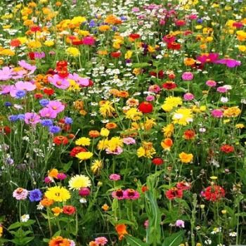 野花組合種子的價格有什么不同