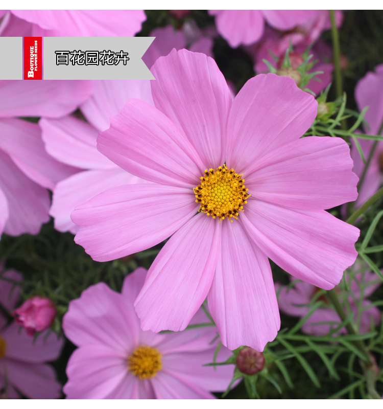 波斯菊花卉種子格桑花綠化耐旱耐鹽堿易種景觀花海野花組合邊坡