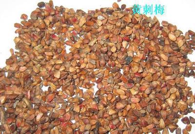 批發黃刺梅種子,薔薇種子,馬蓮種子, 鳶尾種子等