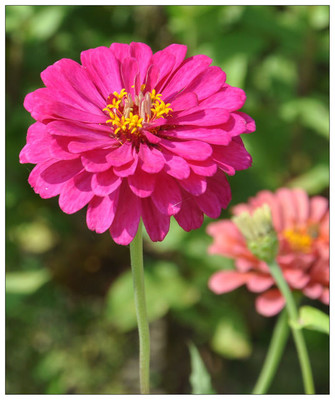 野花組合種子價格一斤多少