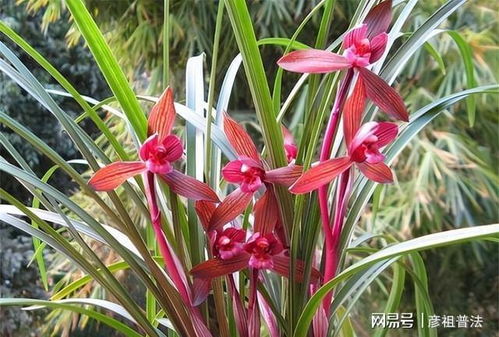 此蘭是 云南色花之王 ,極品紅素,蘭香四溢,開花后仙氣十足