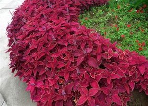 彩葉草,彩葉草小苗,彩葉草批發(fā)價格,彩葉草哪里有