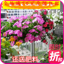 【名貴花種】_綠植園藝價格_最新最全綠植園藝返利優(yōu)惠_一淘網(wǎng)