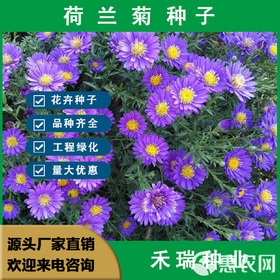 荷蘭菊種子,四季種易活花種籽姬小菊花種多年生庭院室外陽臺盆栽