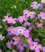 【七色花種子】最新最全七色花種子 產品參考信息