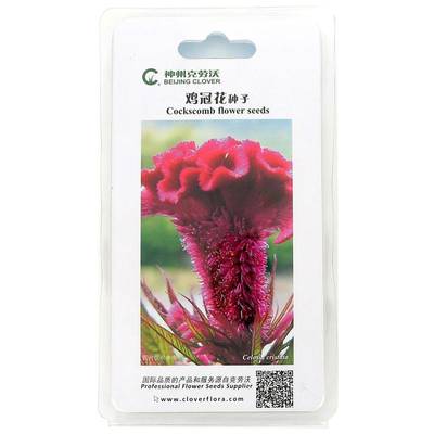 克勞沃 雞冠花 紅色 花卉種子 家庭園藝 陽臺庭院種植 100粒 - 京東