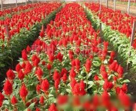 濰坊花卉種子、種苗批發_濰坊花卉種子、種苗供應_花卉種子、種苗濰坊廠家_ - 