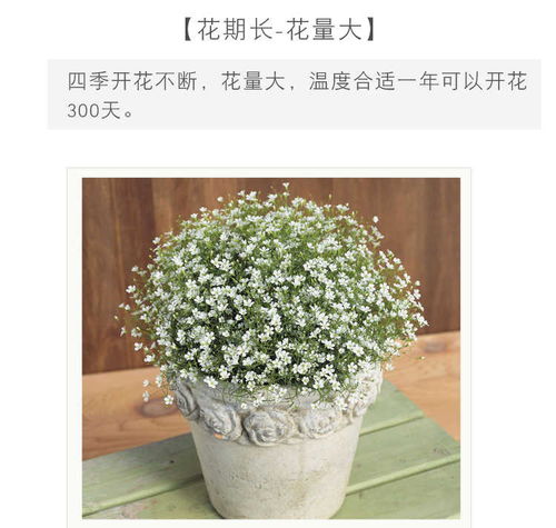 滿天星種子四季種易活開花不斷凈化空氣花種子盆栽花卉植物花草籽