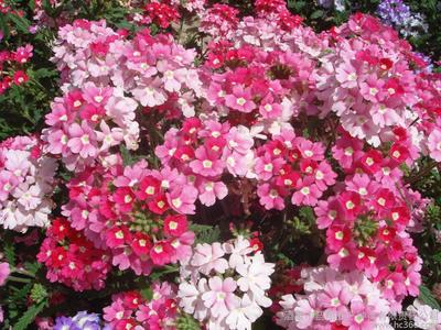 花卉種子、種苗、美女櫻,供應廠家直銷花卉種子、景觀綠化種子、