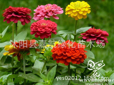 供應花卉種子、矮百日草(F1)種子百日菊種子 步步高 對葉梅