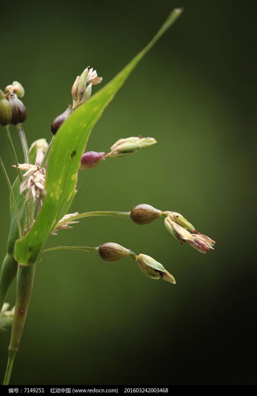 花種子高清圖片下載 紅動網