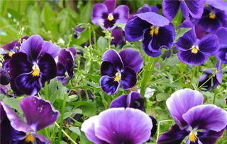 秋季花卉播種不出苗 學會這5點,發芽率高達99